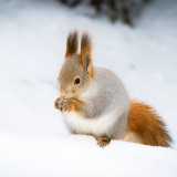 Jeris week 45 12-5299